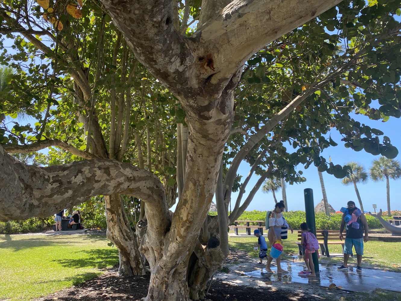 A banyan
              tree offers some shade.