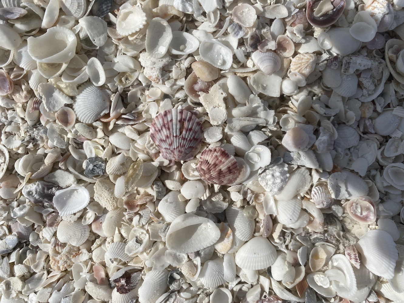 Look at all the shells on Marco Island's South Beach.