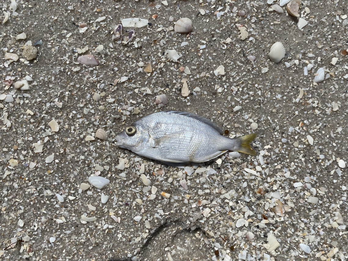 This fish washed
      ashore due to exposure to Red Tide, a harmful algae bloom.